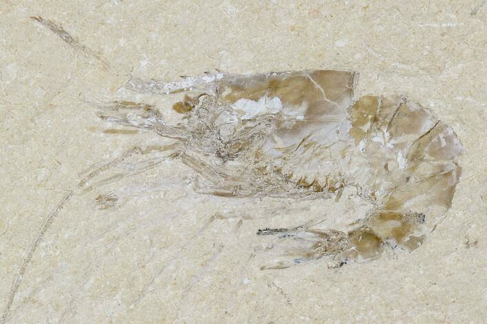 Cretaceous Fossil Shrimp - Lebanon #107453
